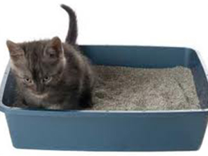 deodorize-the-litter-box-room deodorize-the-litter-box-room