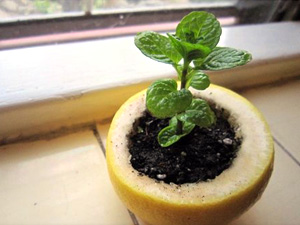 lemon-peel-plant-starter-8-17 lemon-peel-plant-starter-8-17