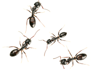 pesky-ants pesky-ants