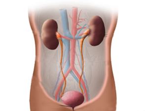 prevent-treat-urinary-tract-infection prevent-treat-urinary-tract-infection