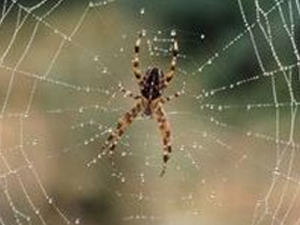 repel-spiders repel-spiders