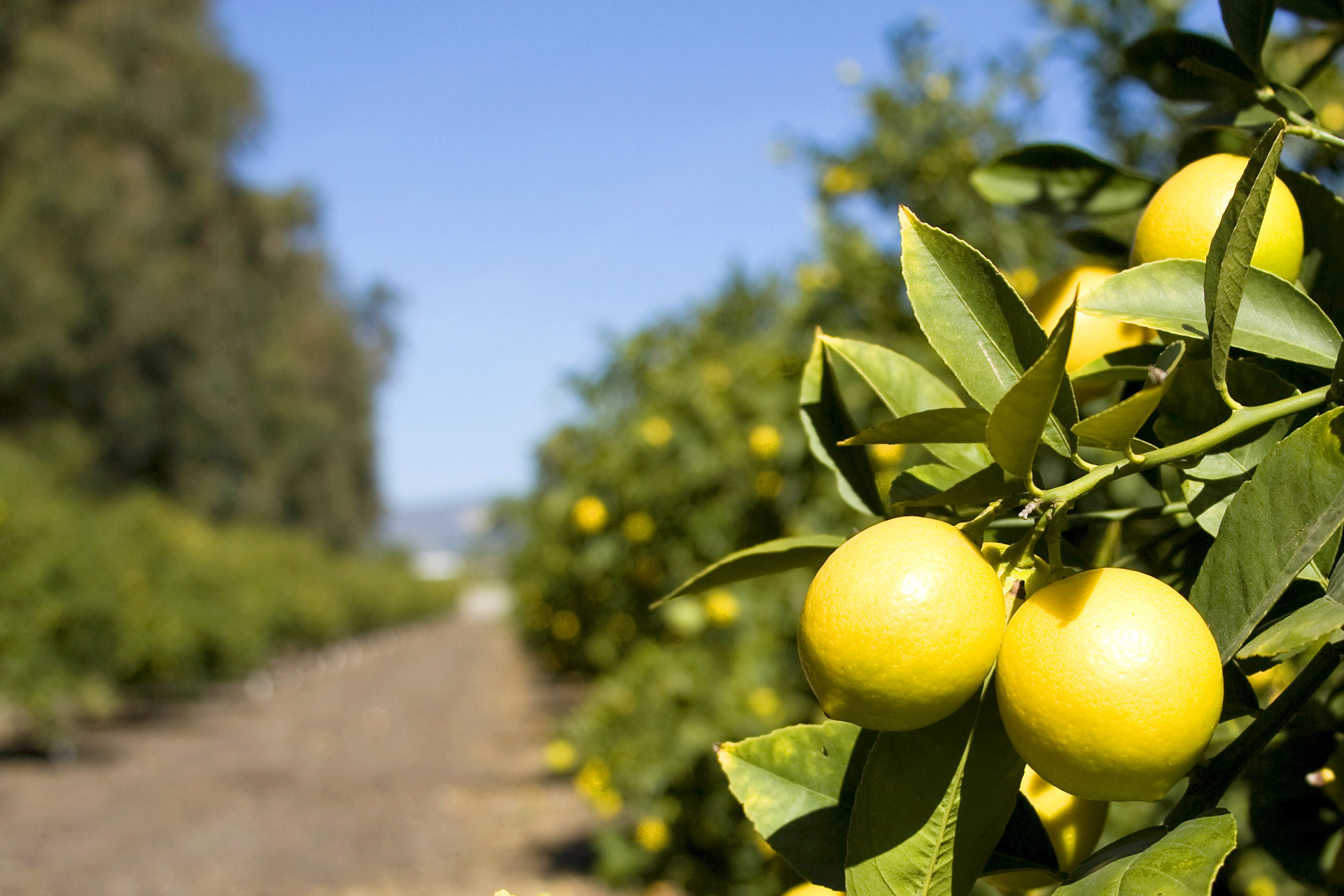 Limoneira Meyer Lemons