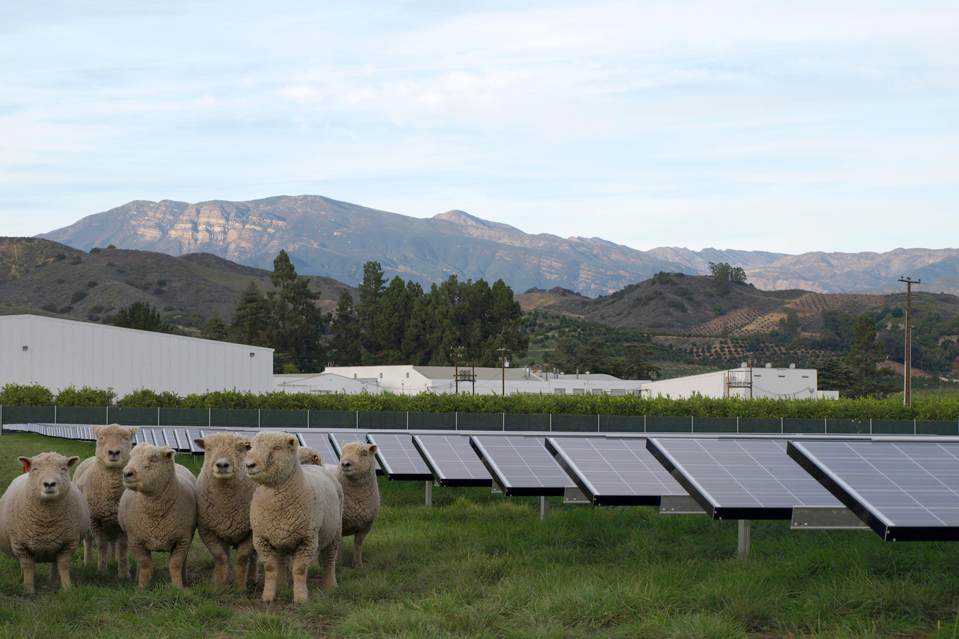 Limoneira Solar Orchard and Sheep